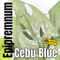 Epipremnum Cebu Blue Pankow - Weissensee Vorschau