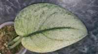 Scindapsus Exotica Mint variegata Stammsteckling Baden-Württemberg - Sandhausen Vorschau