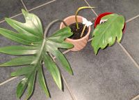 Philodendron Mayoi ableger schon bewurzelt Nordrhein-Westfalen - Attendorn Vorschau