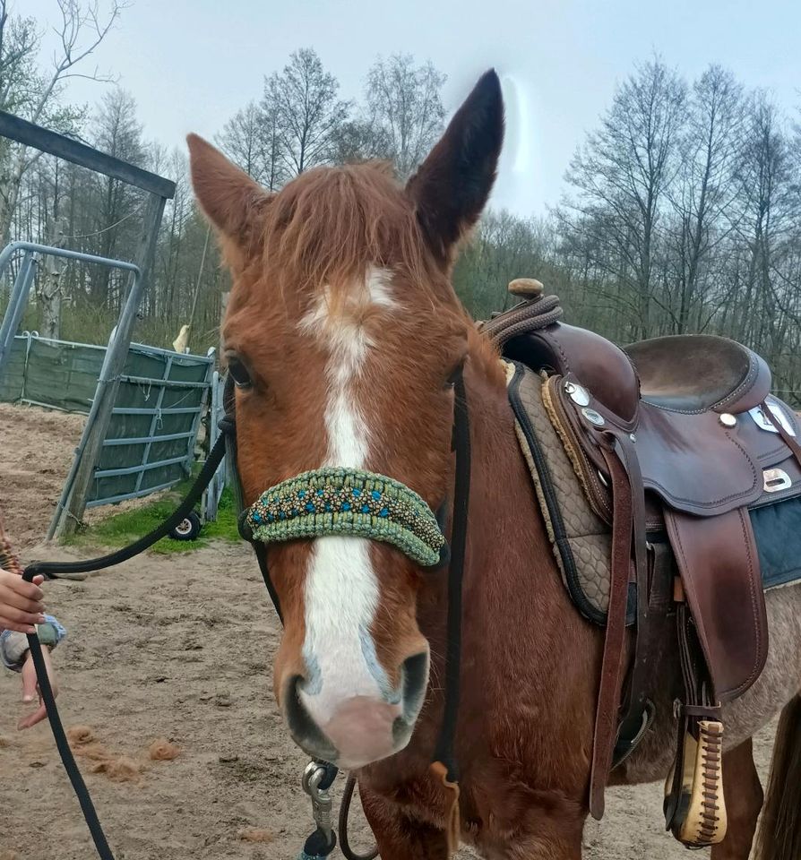 Knotenhalfter schwarz mit Führstrick in Ponygröße gebraucht in Berlin