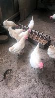 5st legorn Lege hühner zu verkaufen Niedersachsen - Bakum Vorschau