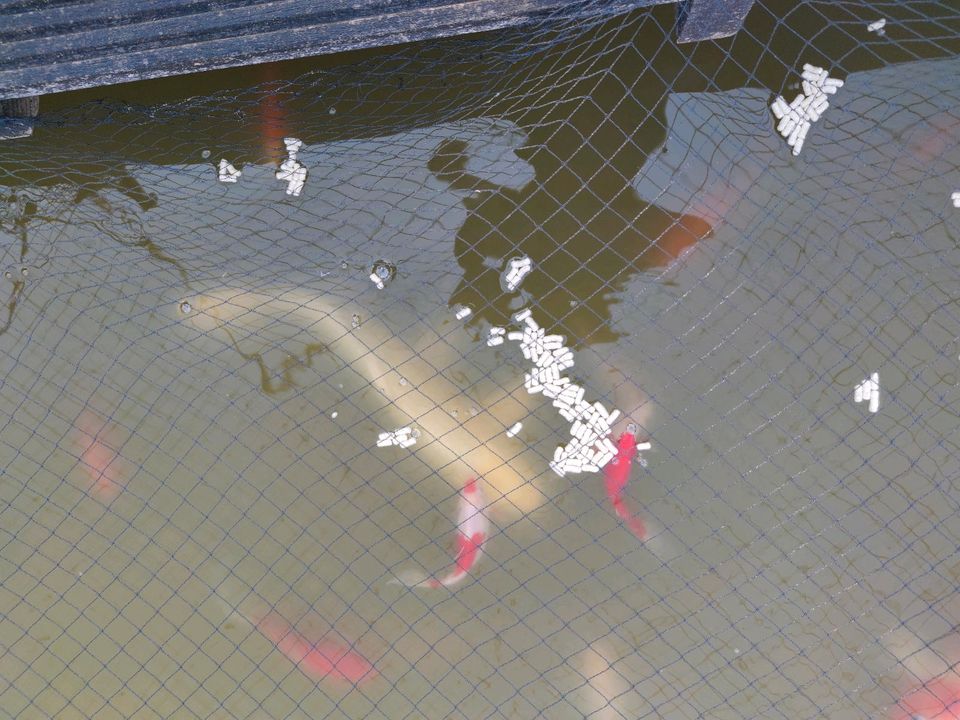 Koi Fische in Dormagen