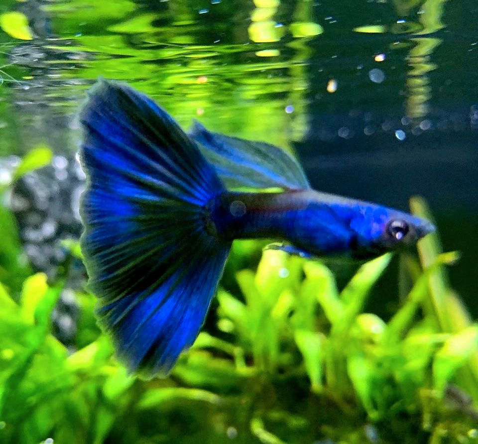 ⭐ Blue Moscow Guppy - Hochzucht Guppys aus Liebevoller Zucht in Bretzfeld