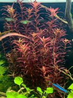 Rotala rotundifolia Blood Red Singapore Singapur 15 x 20 - 25 cm Nordrhein-Westfalen - Gelsenkirchen Vorschau