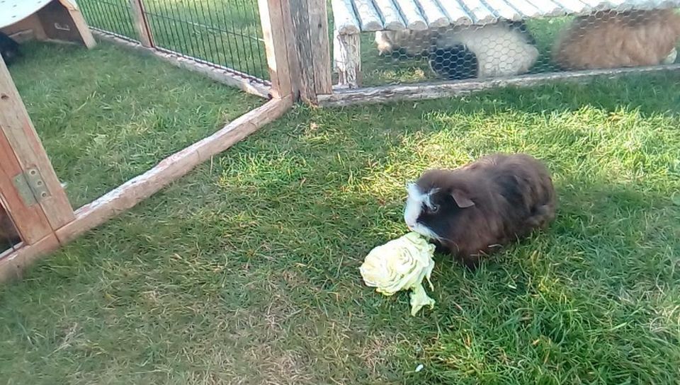 Meerschweinchen in Not suchen einen liebevollen Platz Merino in Graben (Lechfeld)