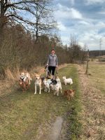 Sachspenden für Tierschutzhunde gesucht Thüringen - Erfurt Vorschau