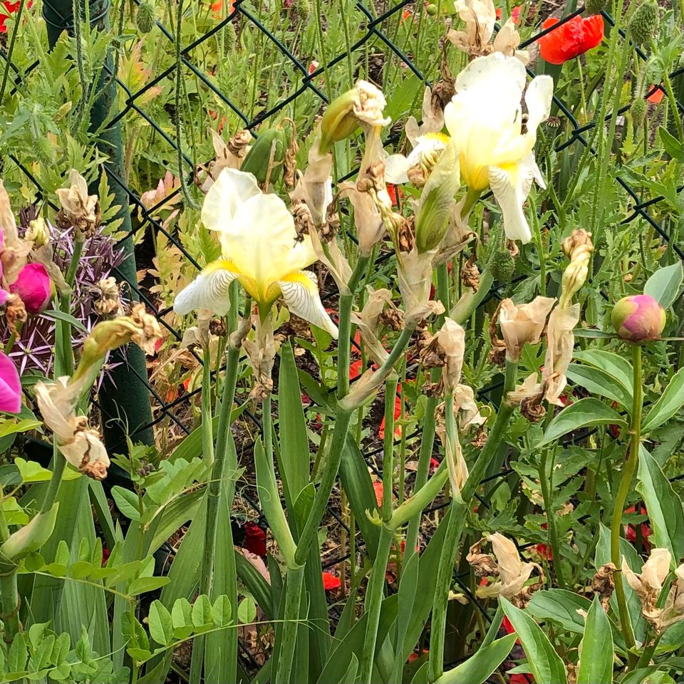 Kleingarten/Schrebergarten in Leipzig