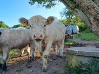 White Galloway Jungbullen Niedersachsen - Coppenbrügge Vorschau