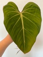 Philodendron Gloriosum Ableger Nordrhein-Westfalen - Rheda-Wiedenbrück Vorschau