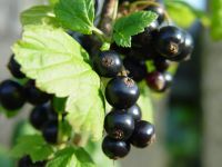 Johannisbeere Schwarze  'Titania' Ribes nigrum Beeren Busch Hessen - Liebenau Vorschau