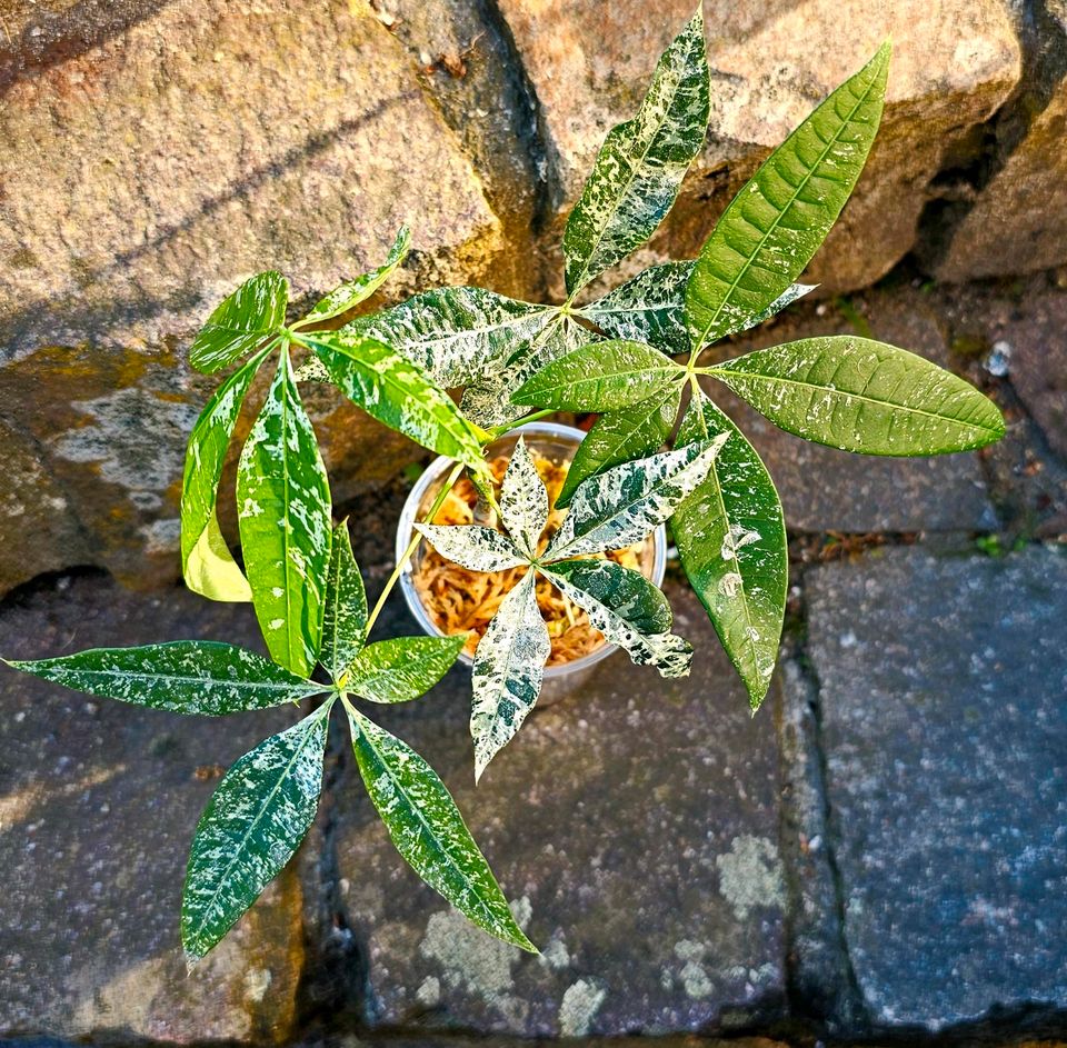 Pachira Aquatica variegata - Money Tree - Y21 in Obertshausen