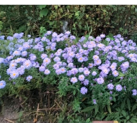 Herbstastern blau-lila,  niedrig Winterharte Staude in Wennigsen