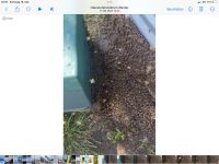 Bienenschwarm abzugeben Niedersachsen - Neuenkirchen Vorschau