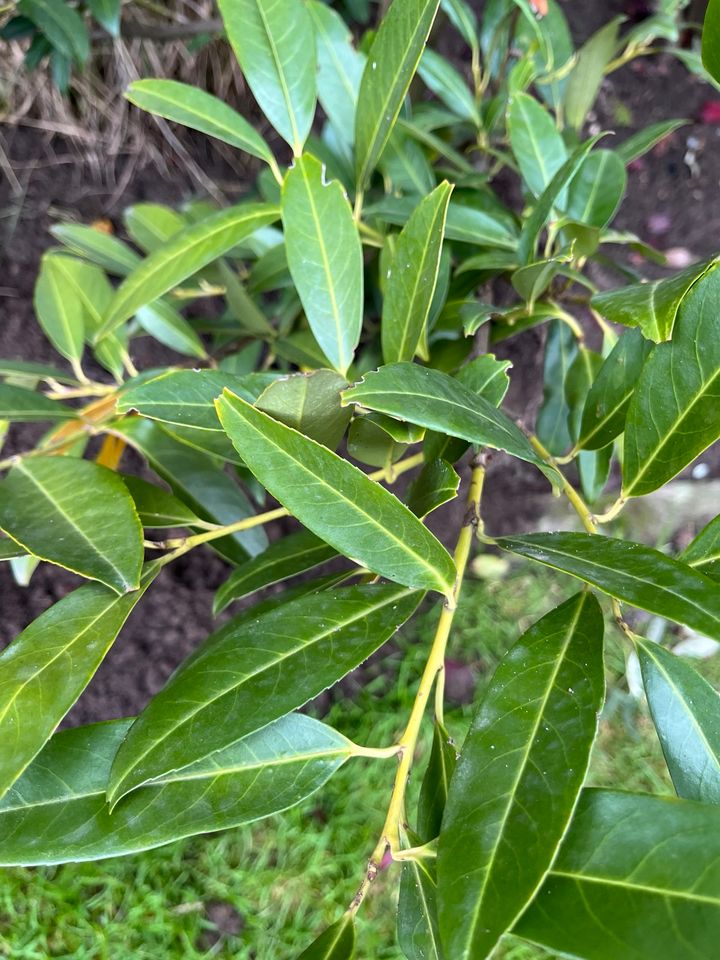 Kirschlorbeer (Prunus laurocerasus 'Caucasica') in Wadersloh