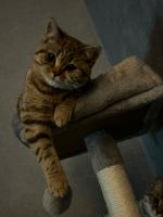 Katze Britisch kurzhaarig / weiblich/ 1 Jahr Saarland - Merzig Vorschau