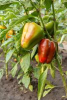 Paprika Jungpflanzen bio Samenfeste alte Sorten Pflanzen Anzucht Bonn - Bonn-Zentrum Vorschau