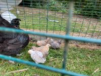 Eier meiner bunten Hühnertruppe Marans, Silverudds (keine BE) Nordrhein-Westfalen - Lohmar Vorschau