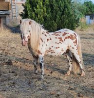 Dt. Part-bred Shetland Pony, Hengst Thüringen - Bad Salzungen Vorschau