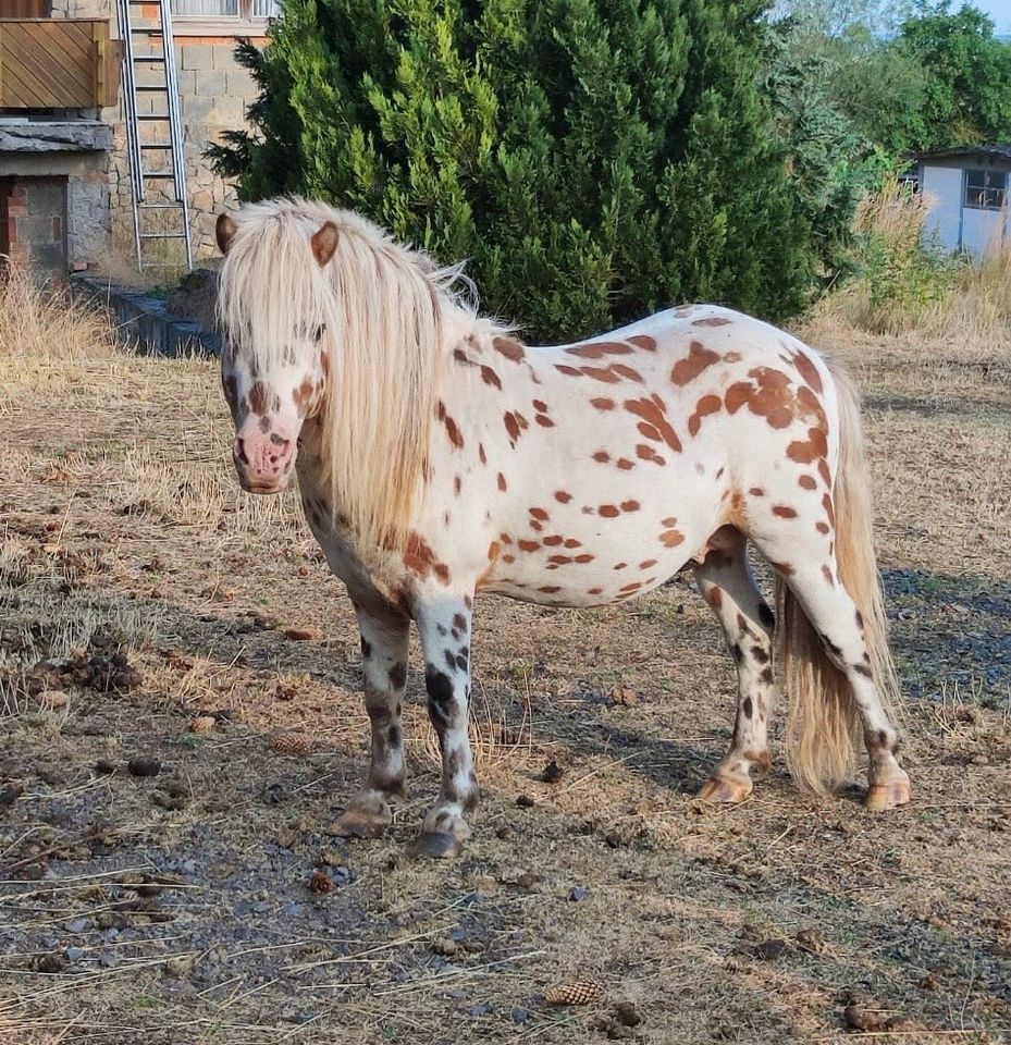 Dt. Part-bred Shetland Pony, Hengst in Bad Salzungen