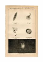 ASTRONOMIE- NEBELFLECKE- STERNHAUFEN- BILDTAFEL- KARTE- 1903 Berlin - Mitte Vorschau