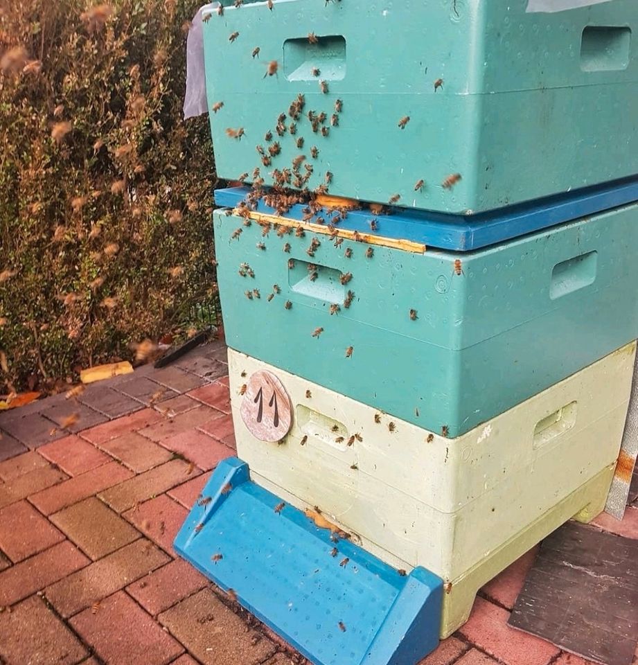 Leistungsstarke Carnica Bienenvölker mit frischem Honig in Beckum