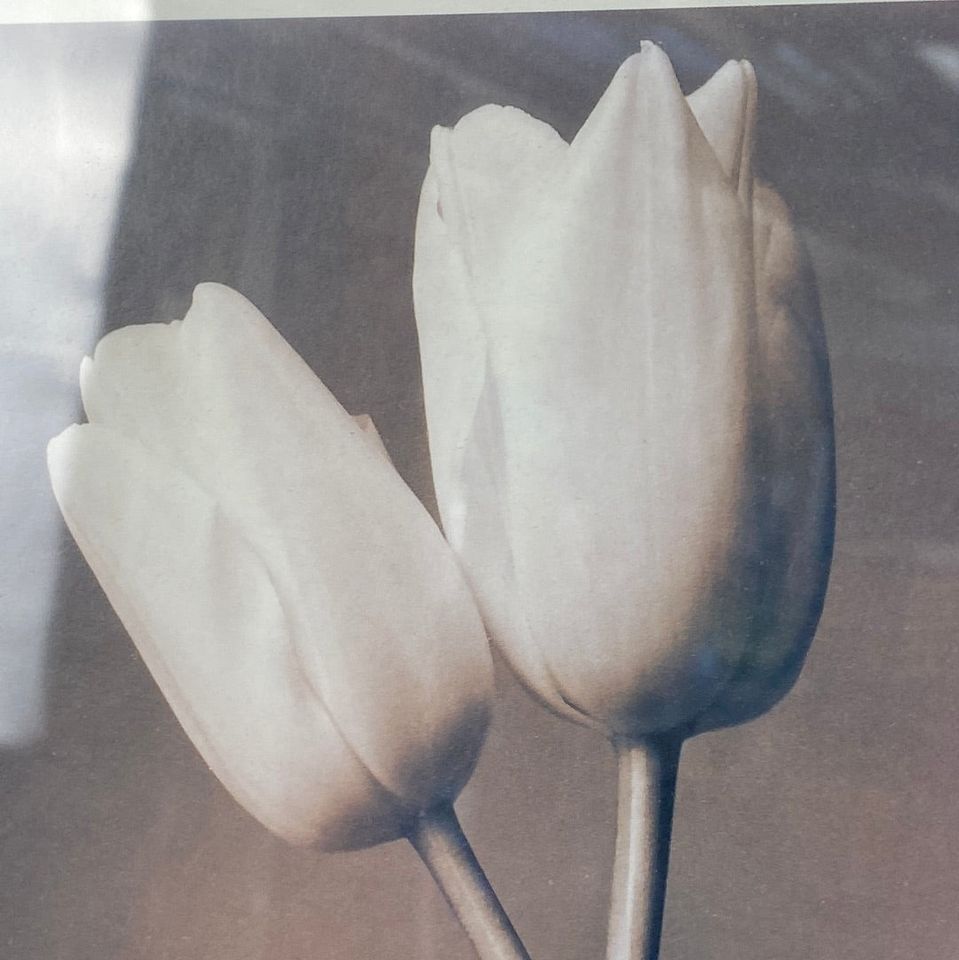 0x Bild im silbernen Rahmen Passepartout Tulpen in Berlin
