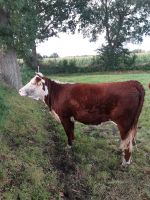 Hereford Rind Kuh Färse Mutterkuh Niedersachsen - Aurich Vorschau