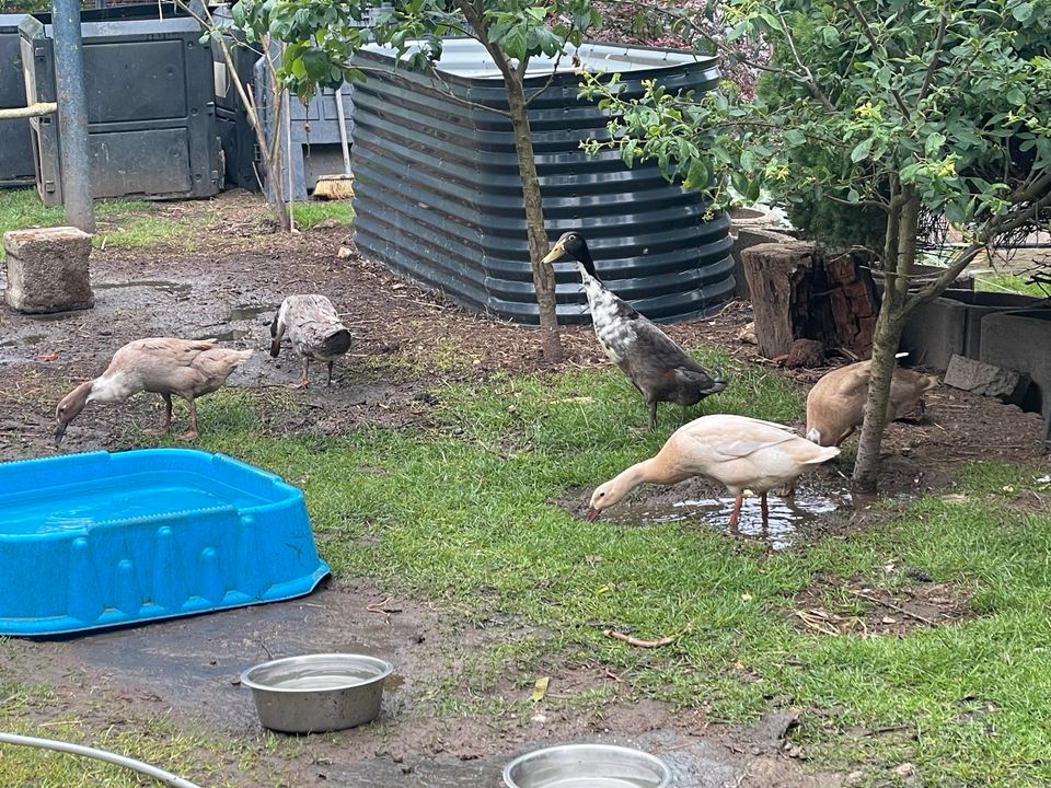 Laufenten (1 Erpel und 4 Enten) auch einzeln in Schönfels Gem Lichtentanne