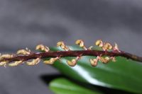 Bulbophyllum falcatum Orchidee Blüte knospig Phalaenopsis Sachsen - Pegau Vorschau