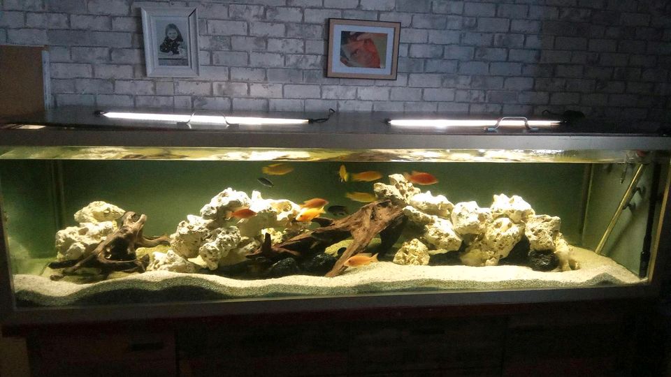 Verkaufe mein 600 Liter Aquarium in Husum