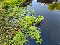 Fieberklee teichpflanze wasserpflanze Niedersachsen - Haren (Ems) Vorschau