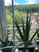 Kosmetik Aloe Vera ( klein10€ groß 25€ Bayern - Treuchtlingen Vorschau