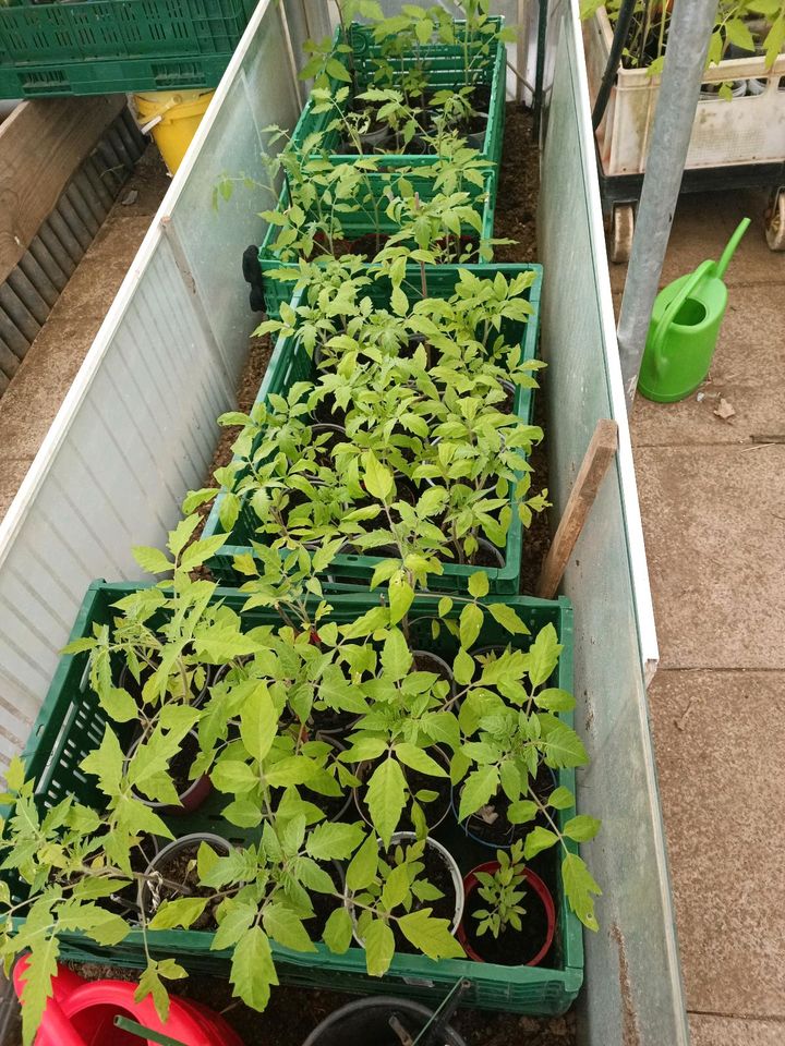 Tomatenpflanzen verschiedene Sorten NUR HEUTE in Wallmerod