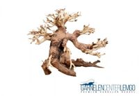 Aqua Bonsai Driftwood - Größe M 49,99€ * Nordrhein-Westfalen - Lemgo Vorschau