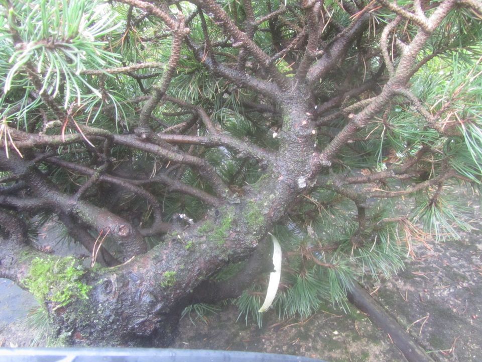 Pinus uncinata 'Grüne Welle, Bonsai Rohware, 70-85 cm, 7-7,5cm Ø in Soltau