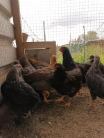 Hühner zu verkaufen, Silverudds Bla, Bielefelder Kennhuhn, Küken Bayern - Hofstetten a. Lech Vorschau