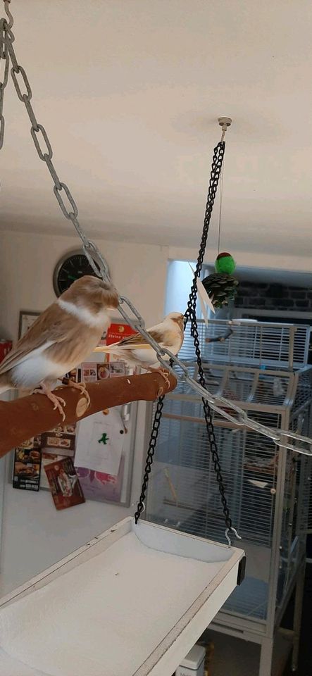 Gloster Kanarienvogel mit Haube Weibchen in Rösrath