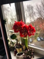 Amaryllis Pflanze Grünpflanze Blume rot Weihnachten Palme Blätter Eimsbüttel - Hamburg Lokstedt Vorschau