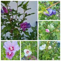 Hibiskushecke Ableger Baden-Württemberg - Limbach Vorschau