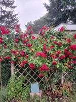 Echte Rosenblätter - zum selberpflücken - Oder Berlin - Spandau Vorschau