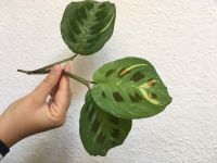 Maranta Kerchoveana variegata Ableger Zimmerpflanze lemon lime Hessen - Kassel Vorschau