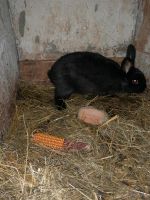 Verkaufe Alaska Kaninchen Rammler Sachsen - Bad Dueben Vorschau