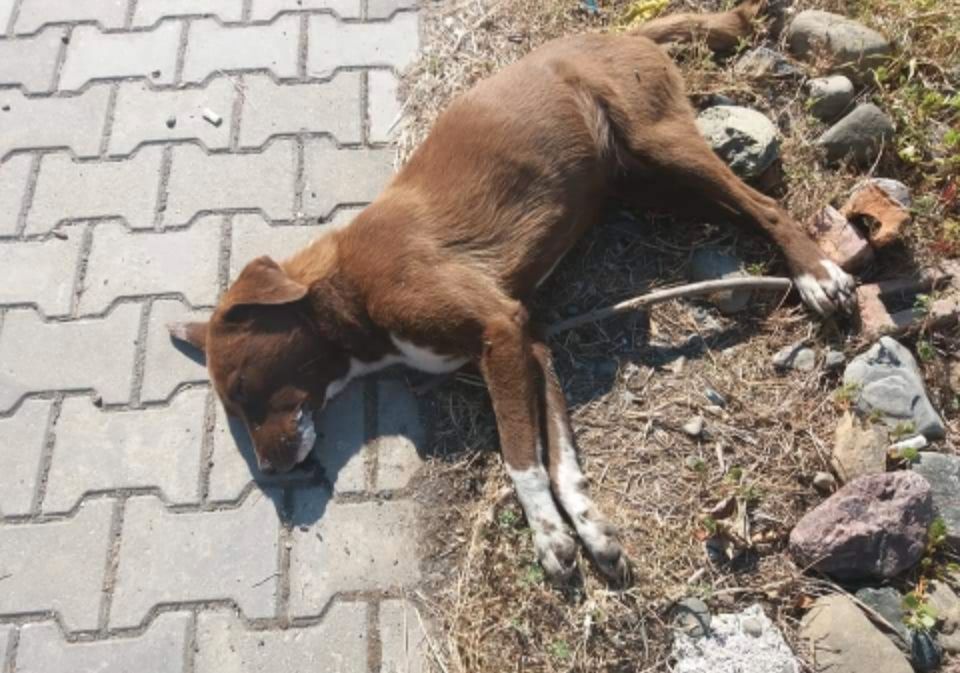 40 Warndreiecke 29 Warnwesten ❣Tierschutz ❣ in Maxhütte-Haidhof