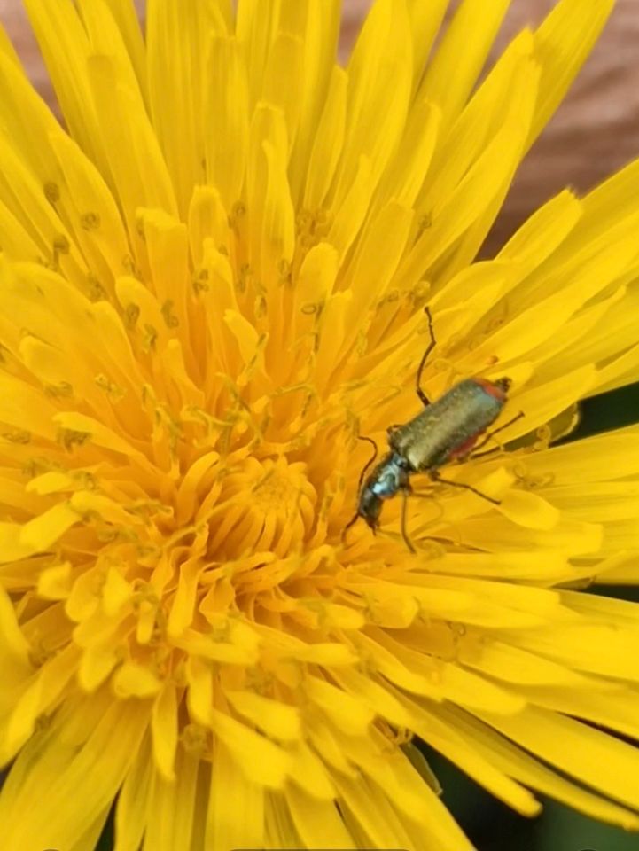 Löwenzahn-Samen, für unsere Wildbienen und Hummeln in Mömbris