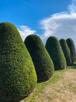 Gartenpflege Heckenschnitt Gärtner Bielefeld - Bielefeld (Innenstadt) Vorschau