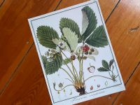 Bild Poster alte Zeichnung Vintage Pflanze Erdbeere Plakat Rostock - Stadtmitte Vorschau