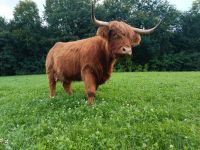 Hochland Rind - Highlandcattle Bayern - Laberweinting Vorschau