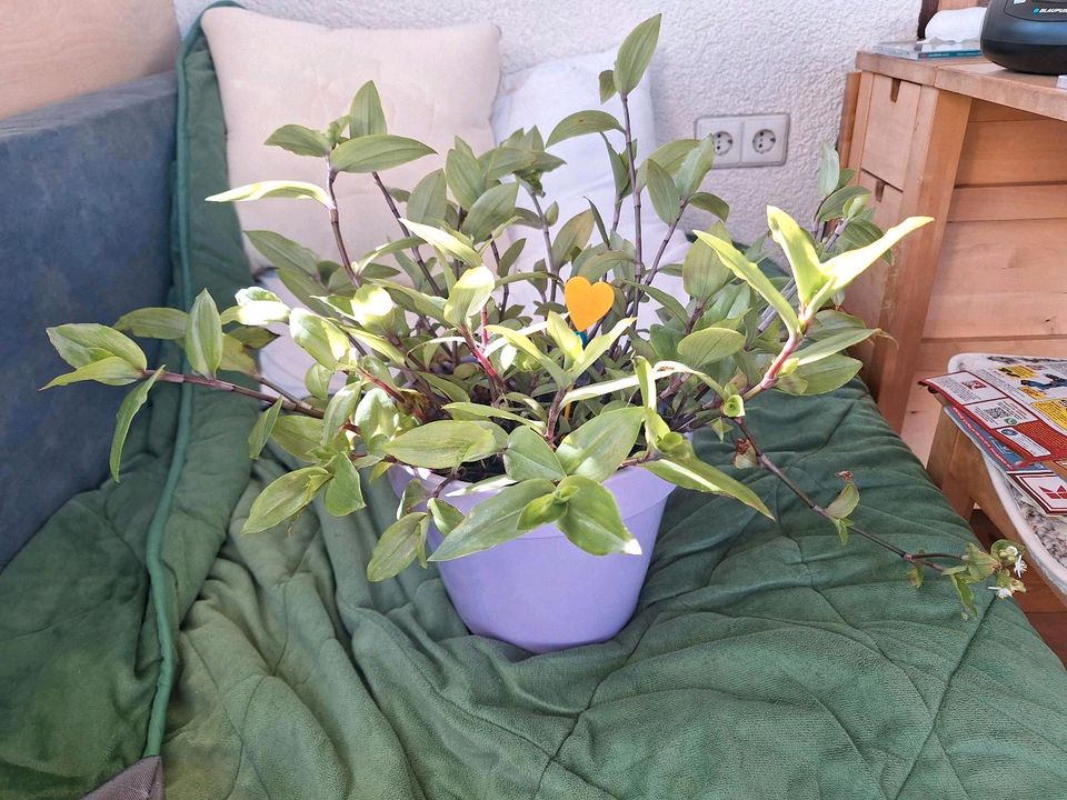Große Pflanze Rio Dreimasterblume Tradescantia fluminensis in Schömberg