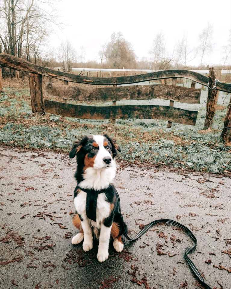 Hunde Gruppen in Neuenhaus