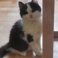 Langhaar Kater in Bösenbrunn vermisst Sachsen - Oelsnitz / Vogtland Vorschau